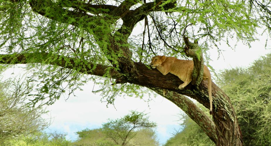 Leeuw gespot wildlife safari